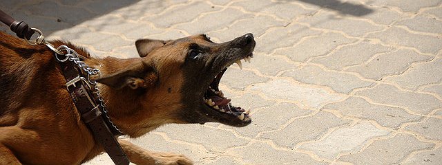 Seek Legal Assistance if you’ve Been Bitten by a Dog in Canada