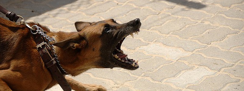 Seek Legal Assistance if you’ve Been Bitten by a Dog in Canada