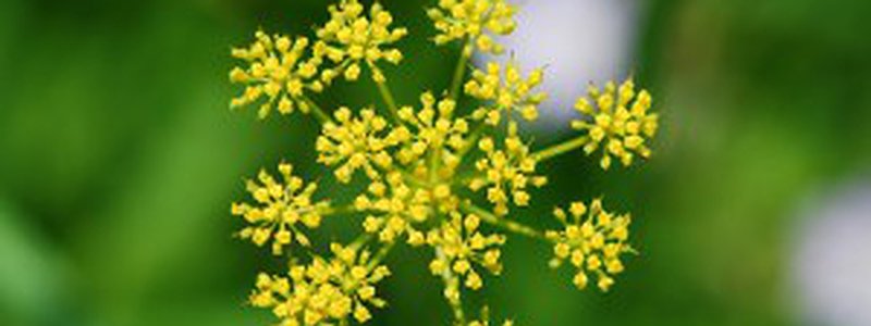 Steer Clear of this Nasty Weed in Durham Region